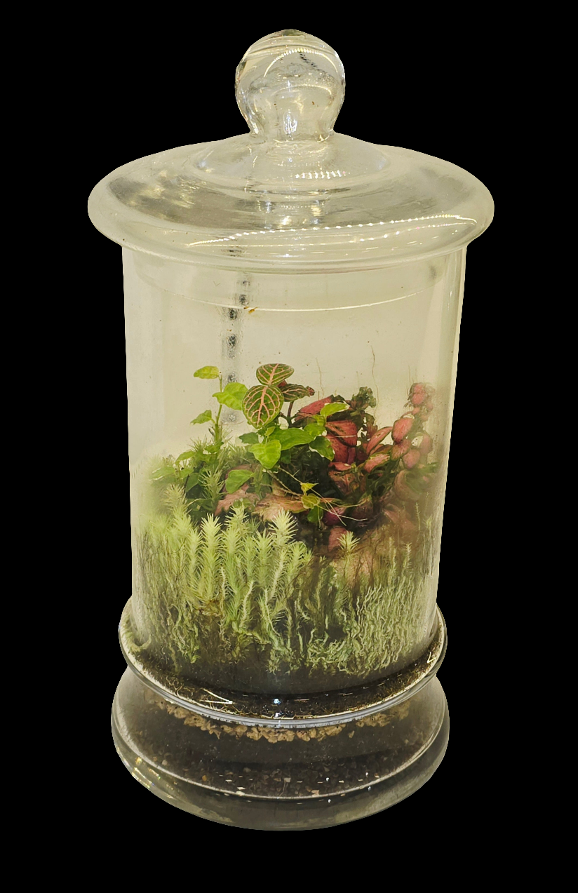 Terrarium