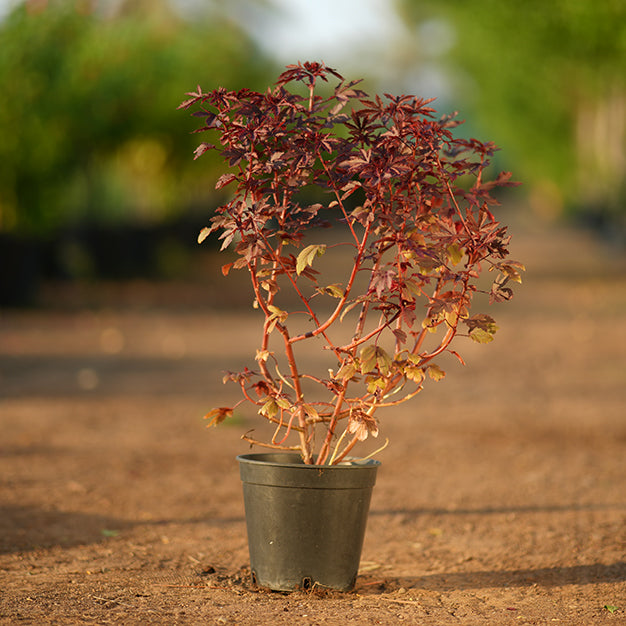 Cranberry hibiscus