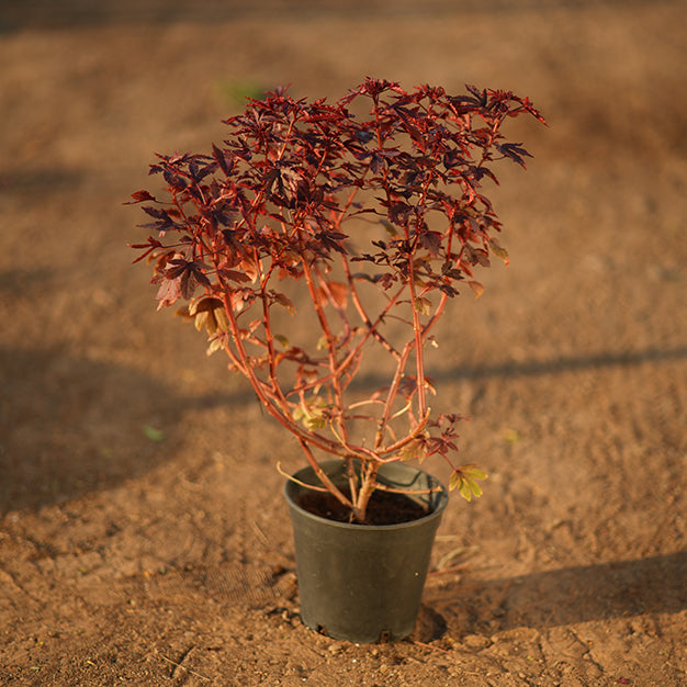 Cranberry hibiscus