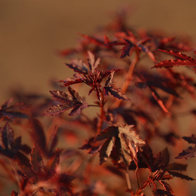 Cranberry hibiscus