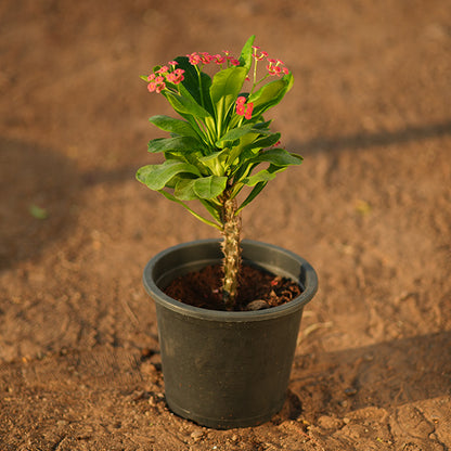 Crown of thorn