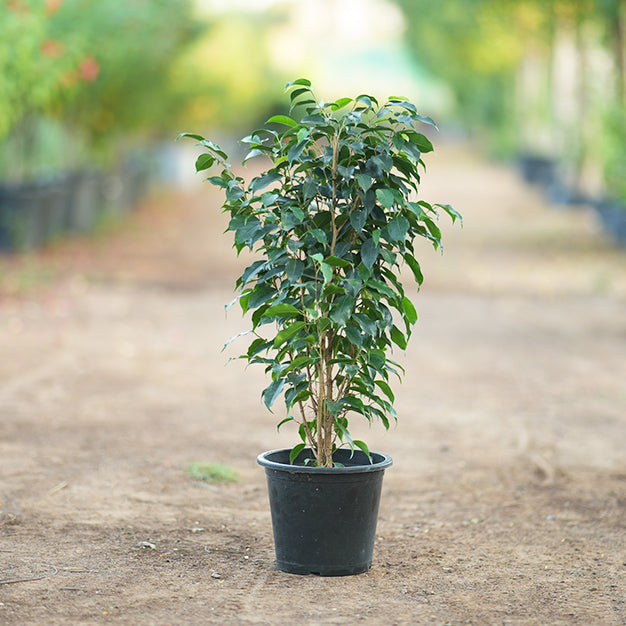 Ficus benjamina