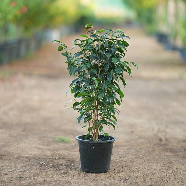 Ficus benjamina