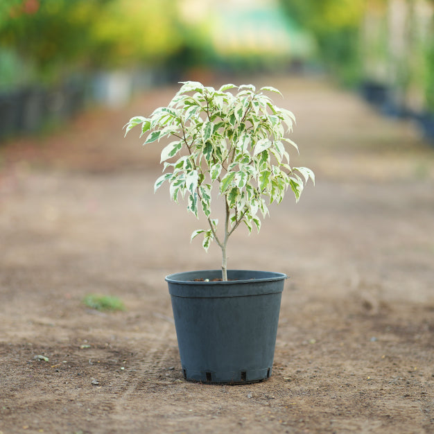 Ficus Benjamina Twilight