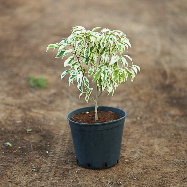 Ficus Benjamina Twilight