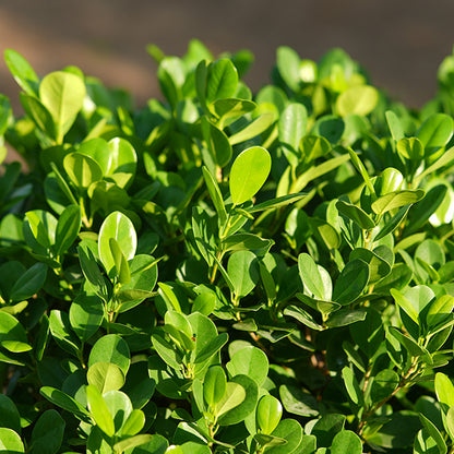 Ficus Panda