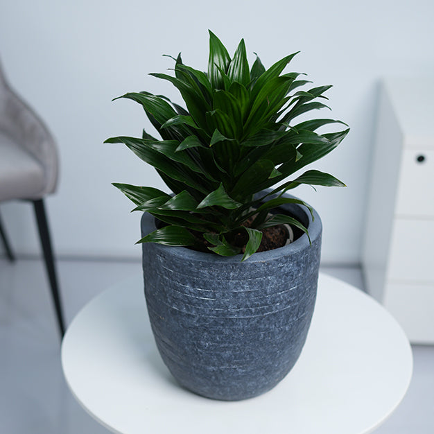 Utah Egg GRC Planter (113691)