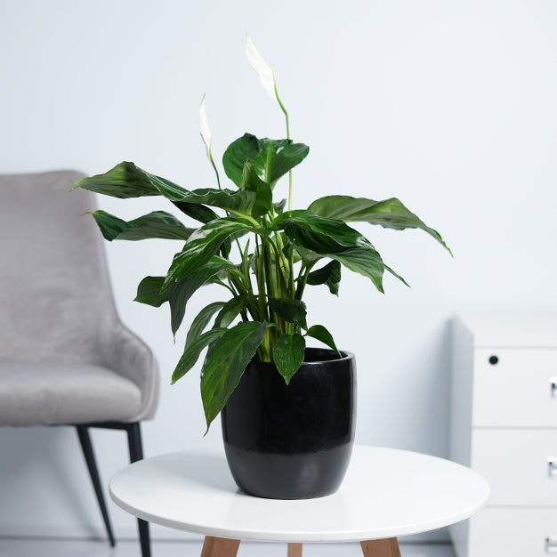 Peace lily