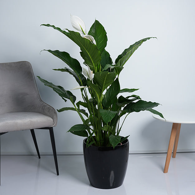 Peace lily