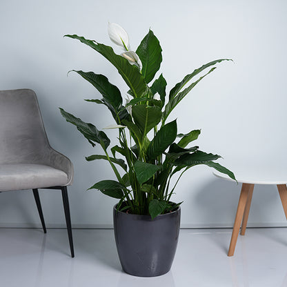 Peace lily