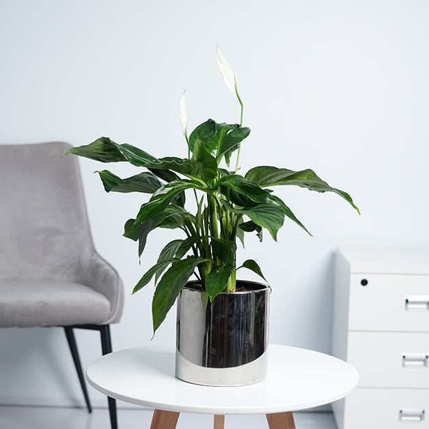 Peace lily