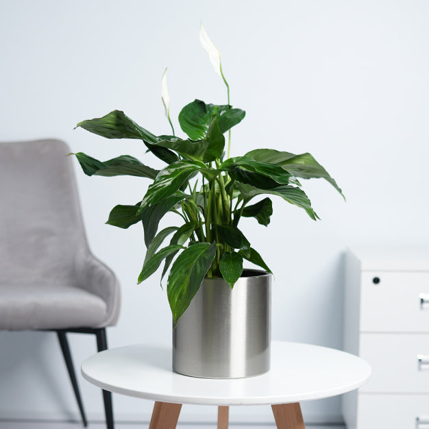 Peace lily