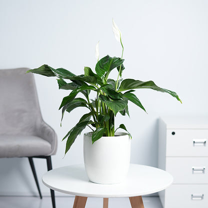 Peace lily