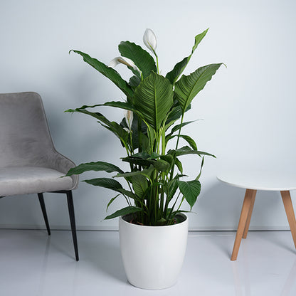 Peace lily