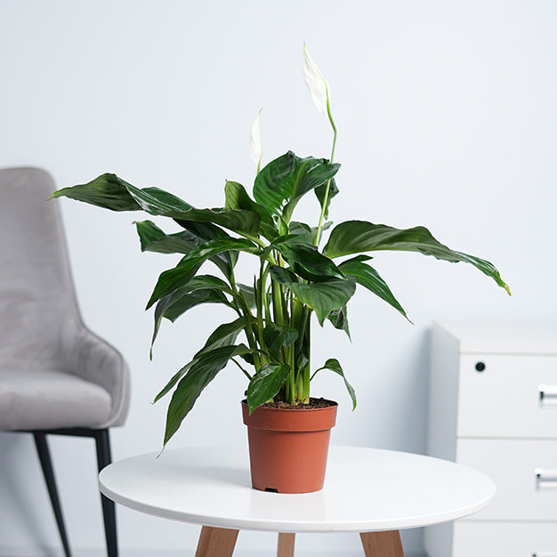 Peace lily