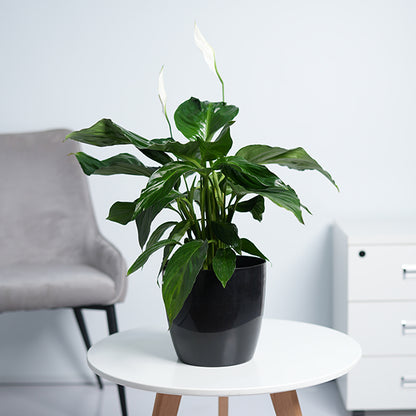 Peace lily