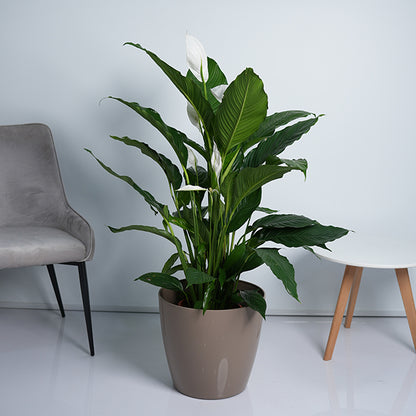 Peace lily