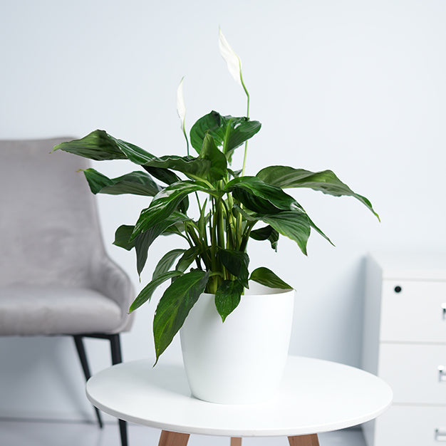 Peace lily