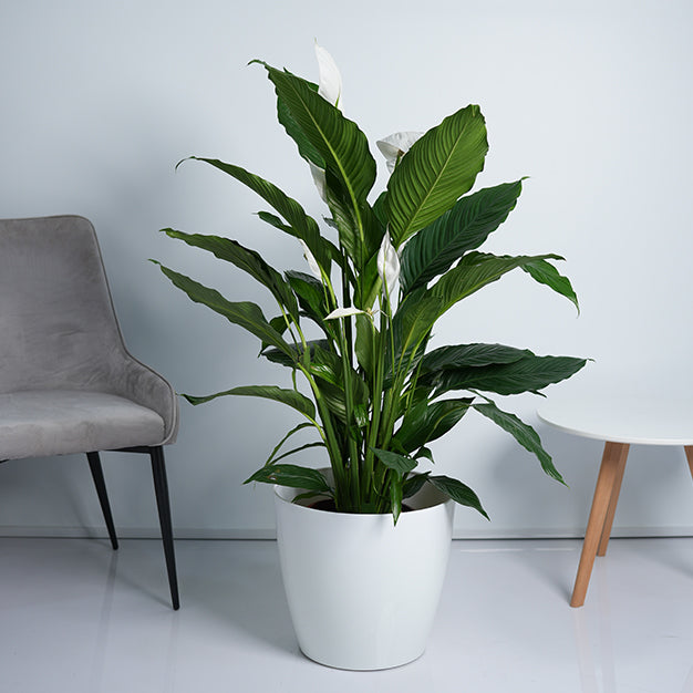 Peace lily