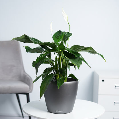 Peace lily