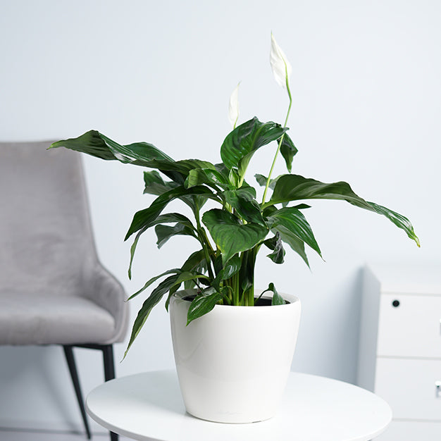 Peace lily