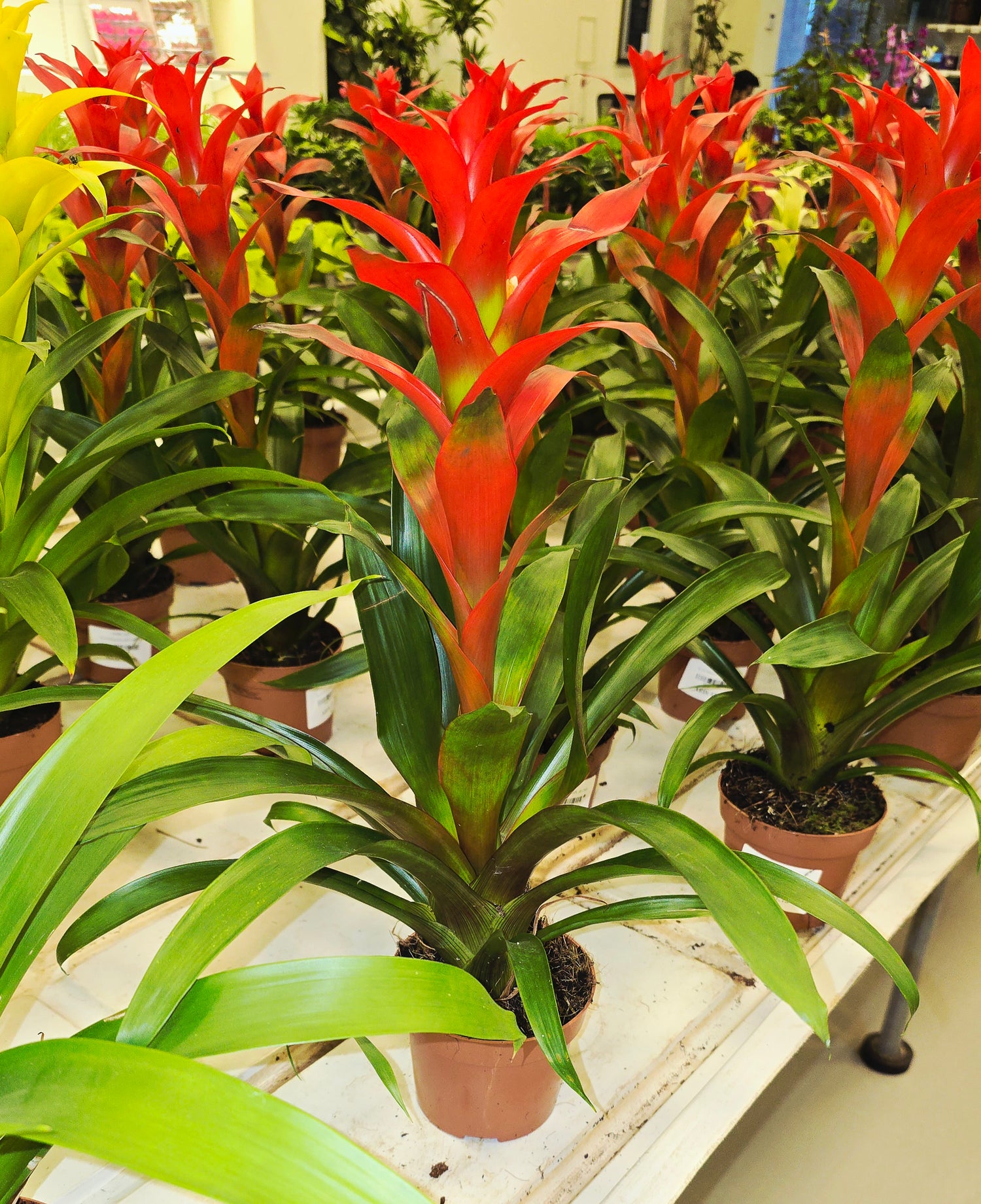Guzmania plant