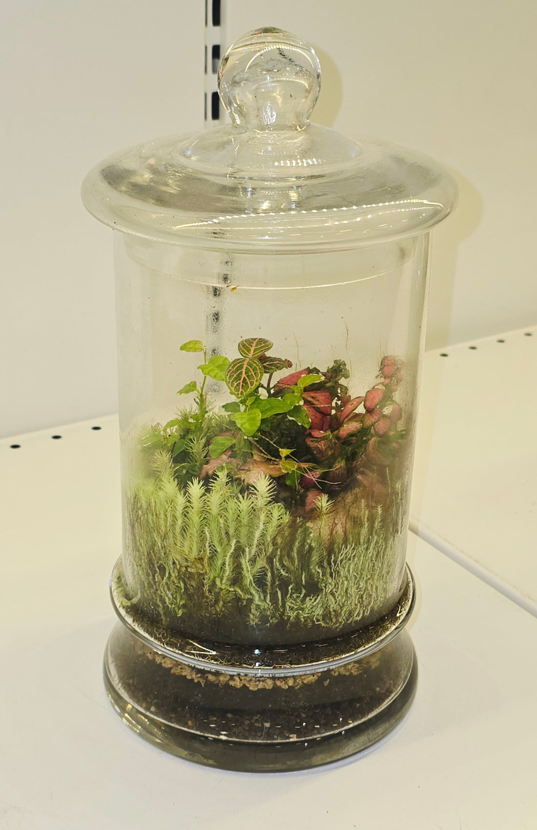 Terrarium