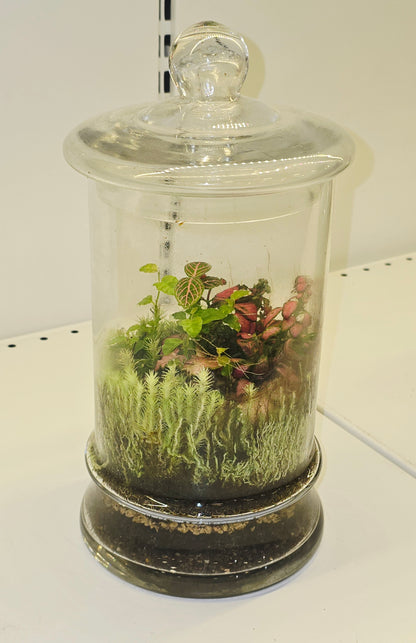 Terrarium