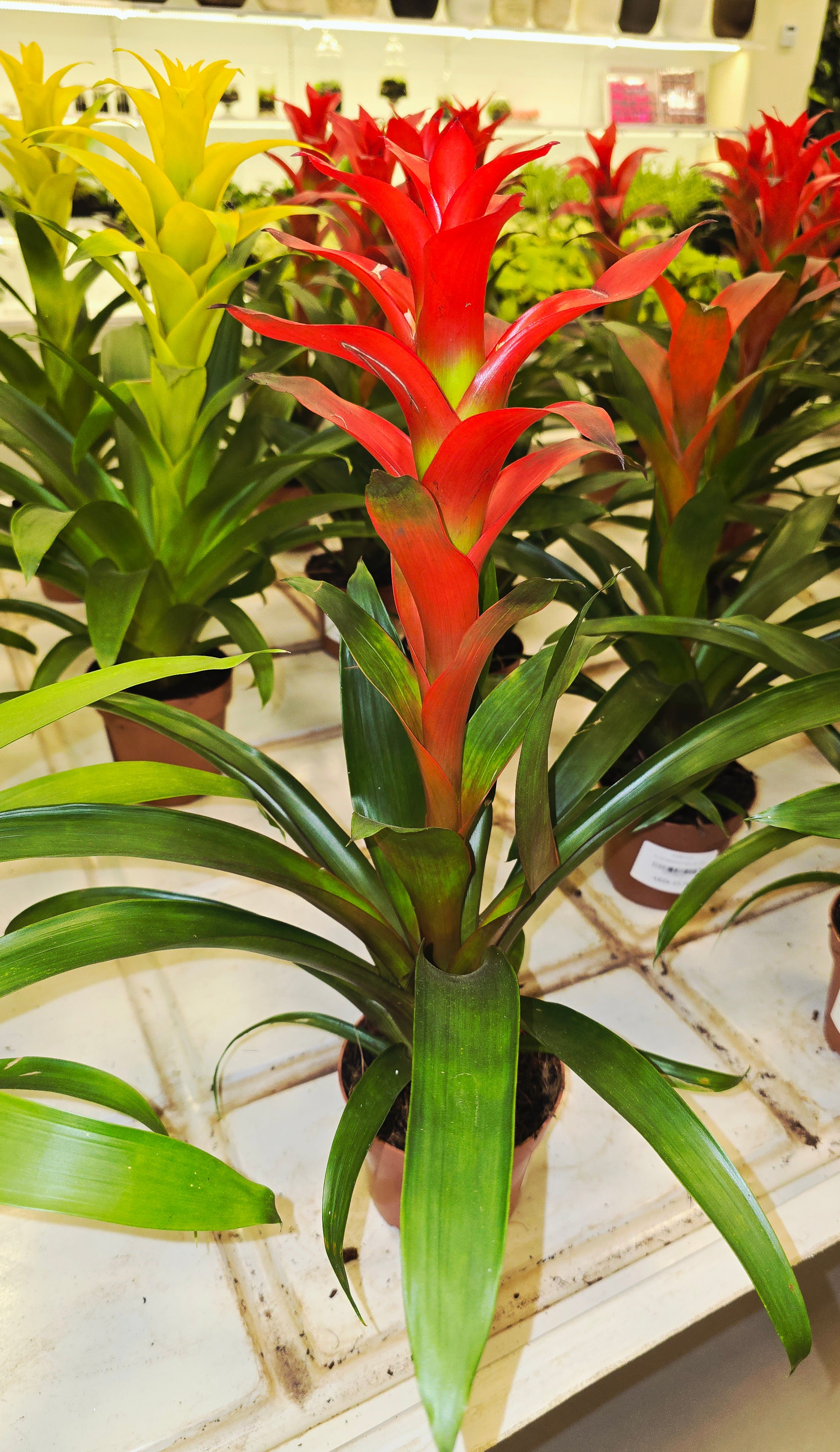 Guzmania plant