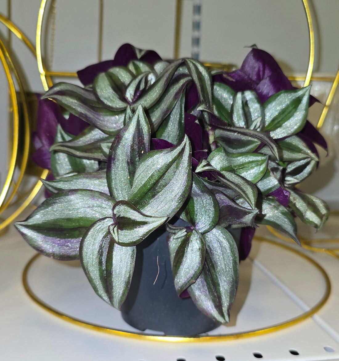 Silver Tradescantia