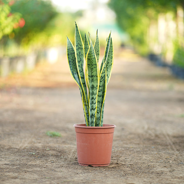 Sansevieria