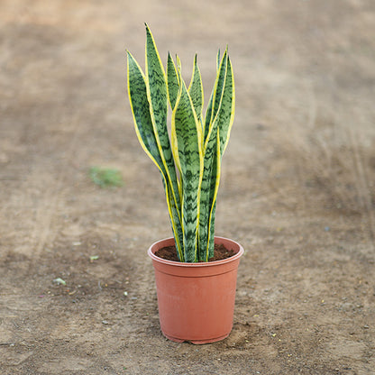 Sansevieria