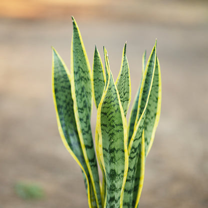 Sansevieria