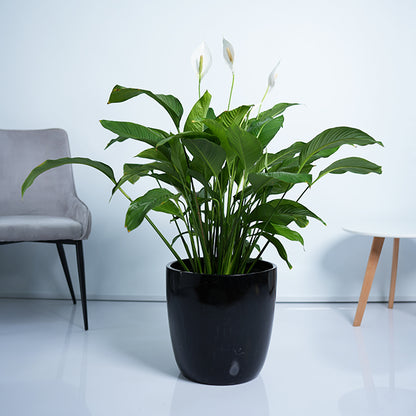 Peace lily