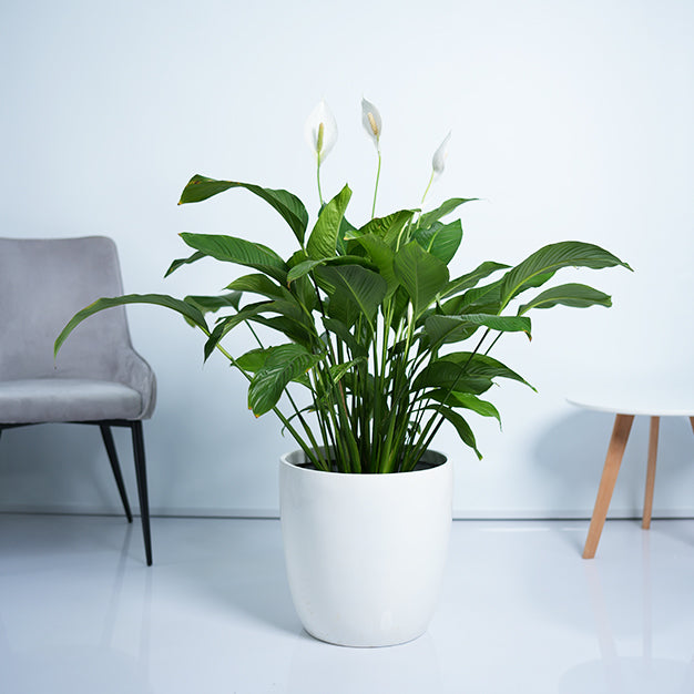 Peace lily