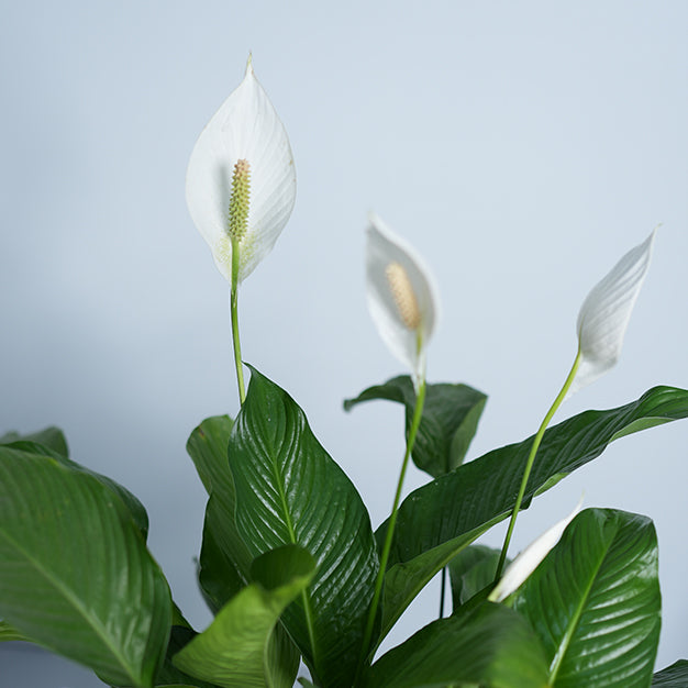 Peace lily