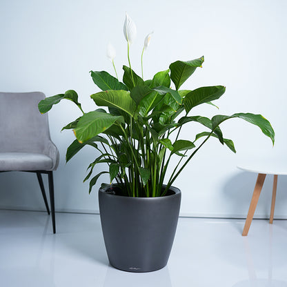 Peace lily