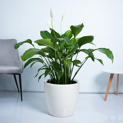 Peace lily