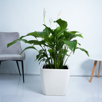 Peace lily