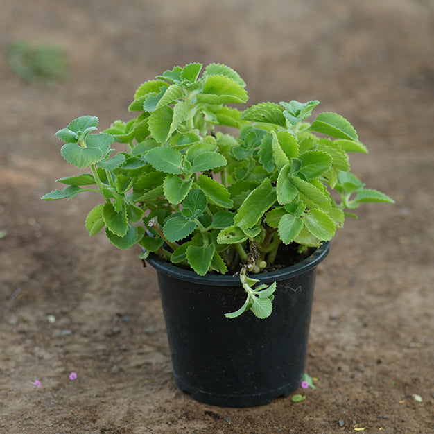 Mexican mint