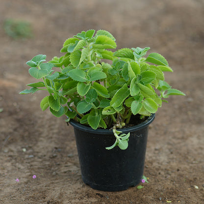 Mexican mint