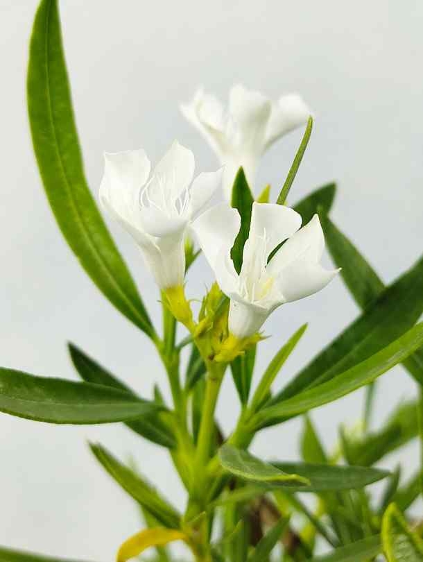  Oleander - White
